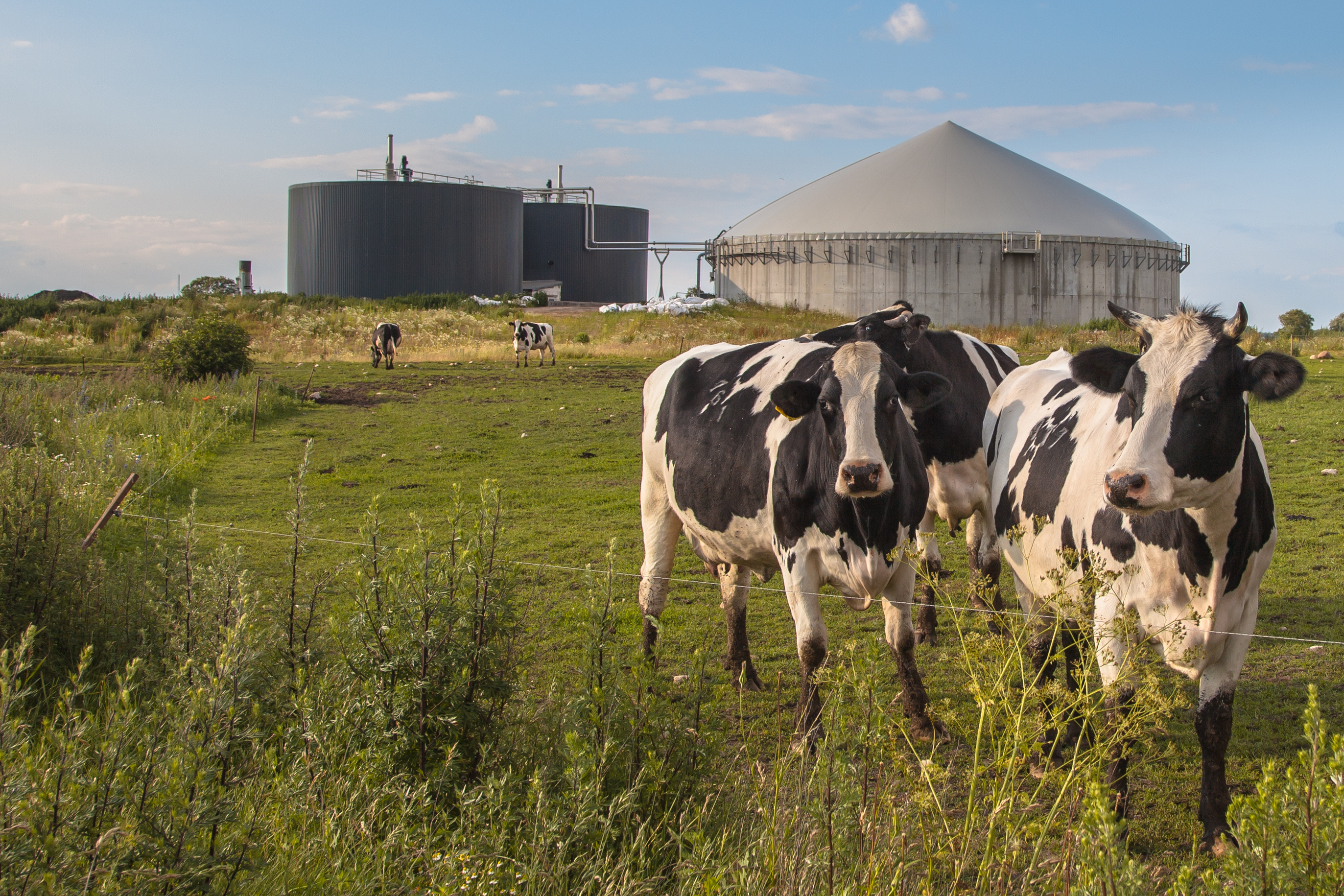 Im Vordergrund drei Kühe auf einer Weide, im Hintergrund eine Biogasanlage